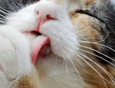 Is Cat Saliva Clean? 🐱