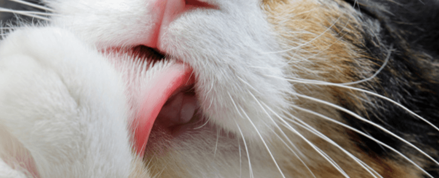 Is Cat Saliva Clean? 🐱