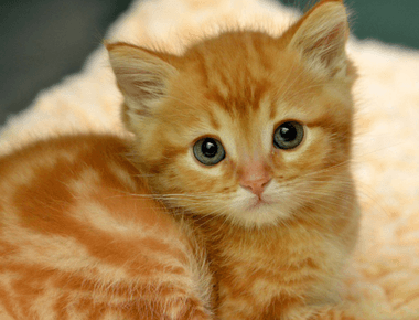 What Cat Stays Small? Discover 10 Adorable Breeds