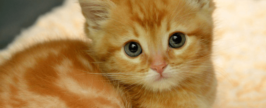 What Cat Stays Small? Discover 10 Adorable Breeds