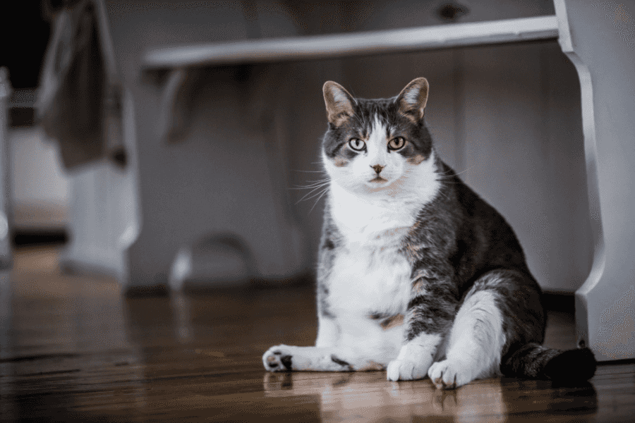 How to Tell If Your Cat Is Overweight