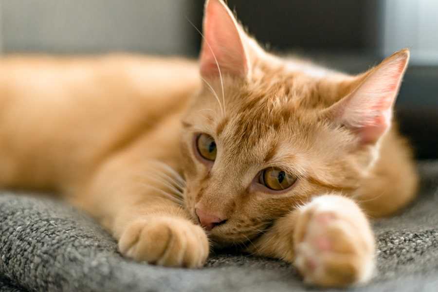 Treating and Managing Cat Seizures