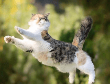 How Can Cats Jump So High? 🐱‍🏍 Unraveling the Feline Leap