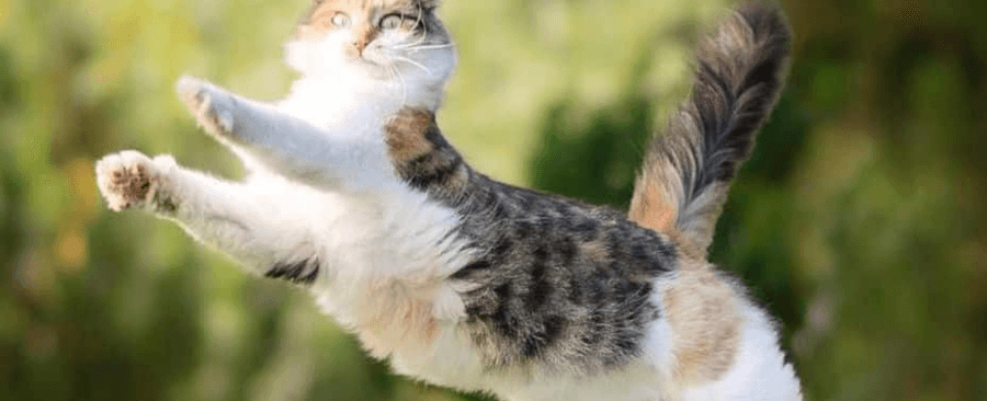 How Can Cats Jump So High? 🐱‍🏍 Unraveling the Feline Leap