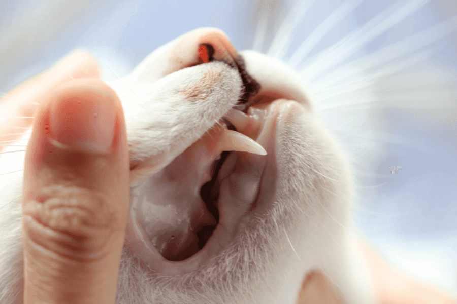 Cat with dental disease