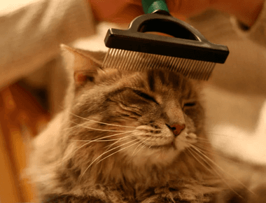 How Often Should I Brush My Cat? 6 Things To Consider