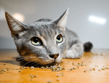 What Happens When Cats Eat Catnip? Here Are The Benefits