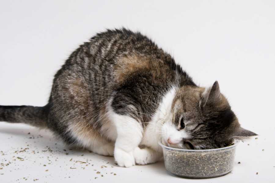 How Do Cats React to Catnip?