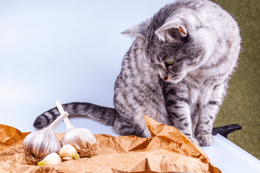 Symptoms of Garlic Poisoning in Cats