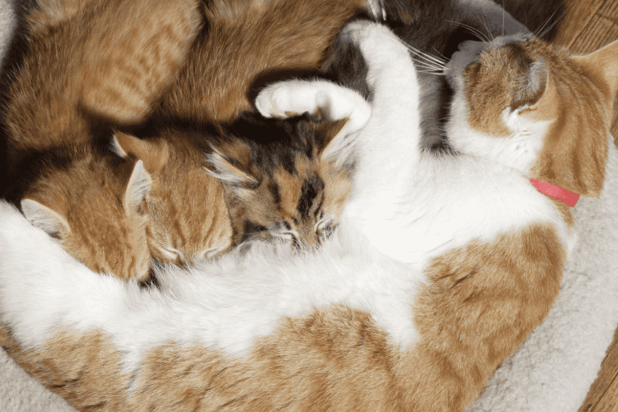 Why Do Cats Sometimes Eat Their Kittens?