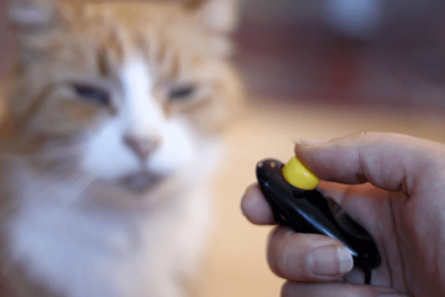 Cat and Clicker