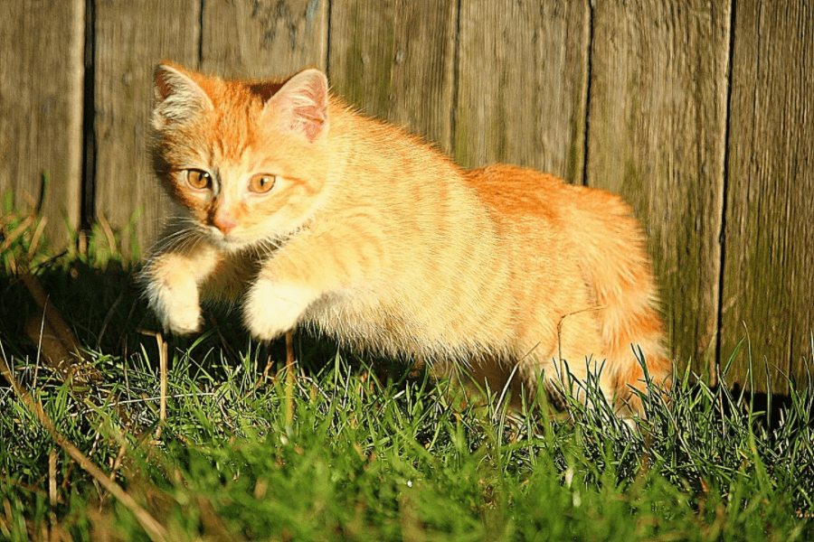 How High Can Cats Jump?