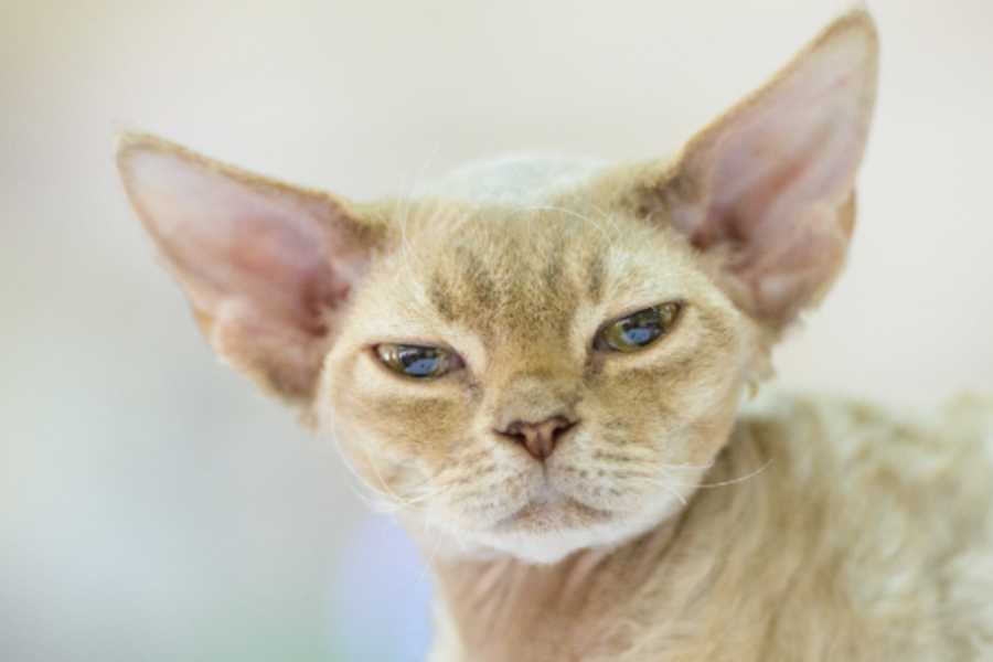 Devon Rex