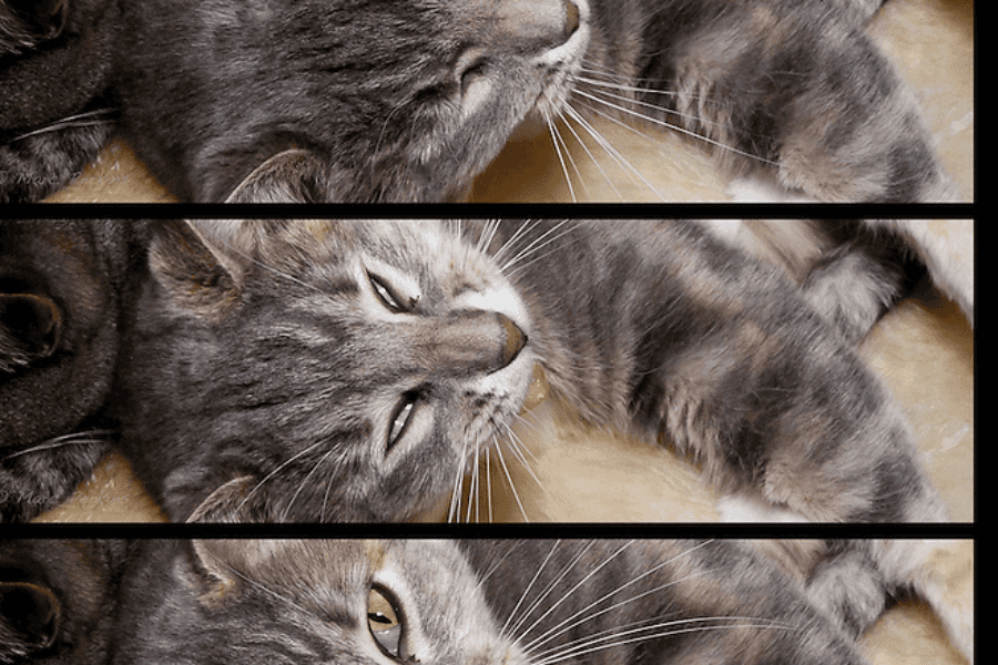 Causes of Third Eyelid Showing in Cats