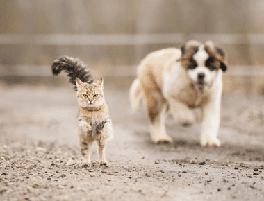 Why Don't Cats Like Dogs? We Have Some Fun Facts 🐱🐶