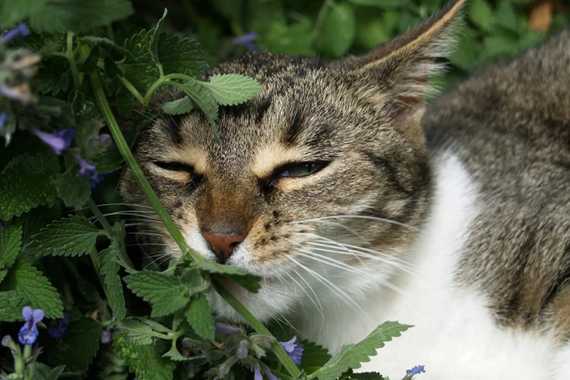 Is Cat Crack Safe - Is Catnip Right for Your Cat? | 100% Committed to ...