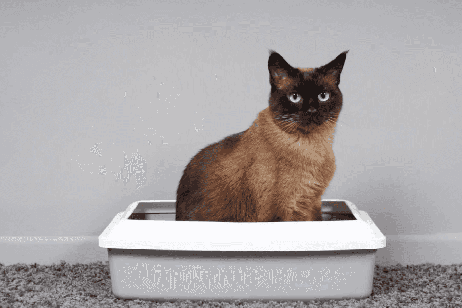 Home Remedies for Diarrhea in Cats