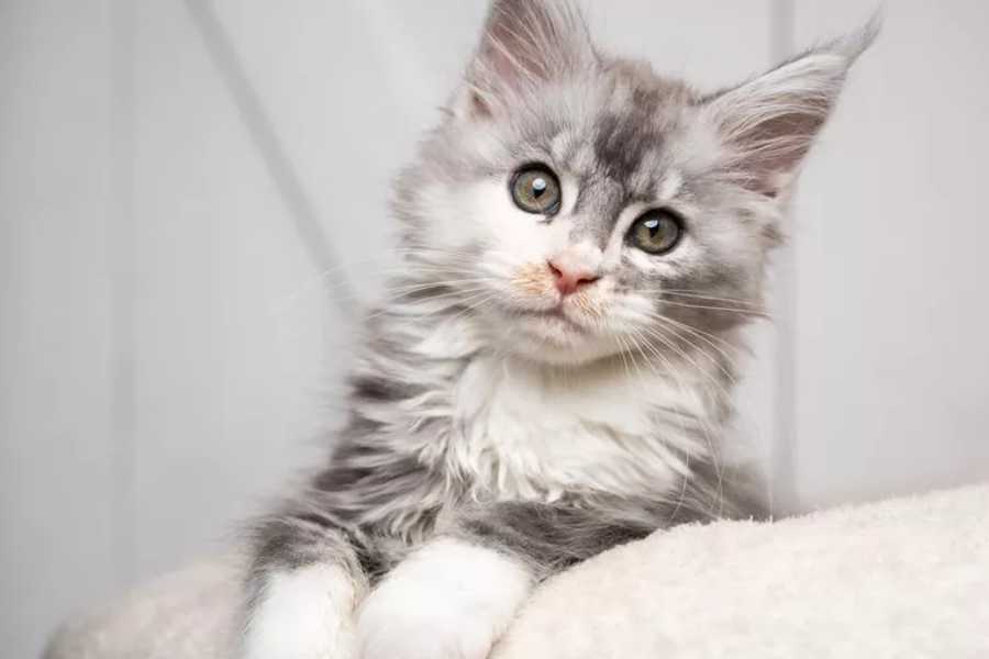 Maine Coon