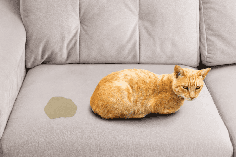 3 Tips to Clean Cat Urine Safely