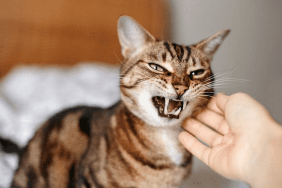 Why Do Cats Attack Small Objects In Your Home