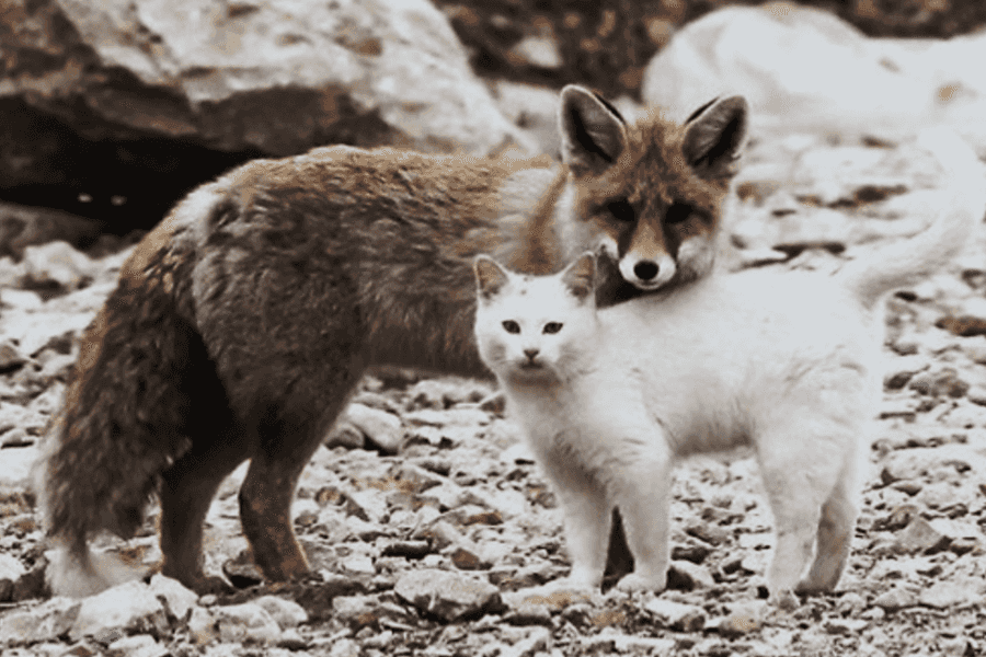 The Myth of the Cat-Fox Hybrid