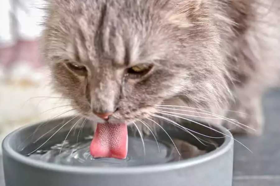 Keep Your Cat Hydrated