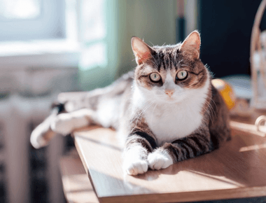 Is It Okay to Keep a Cat in One Room? Everything You Need To Know