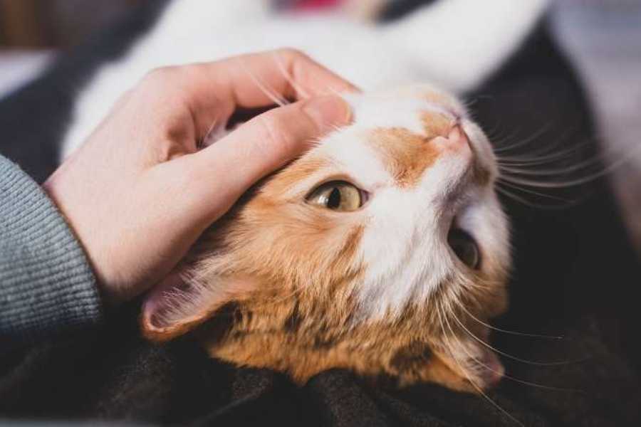 Signs of Clinginess in Cats