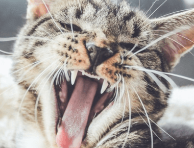 How To Fix Cats Bad Breath? Why And Remedies