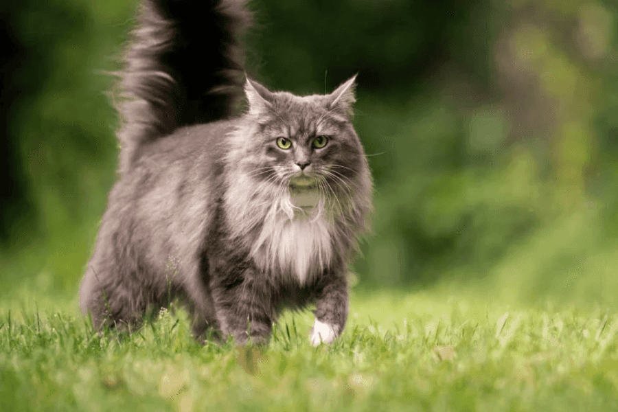 Maine Coon Cat