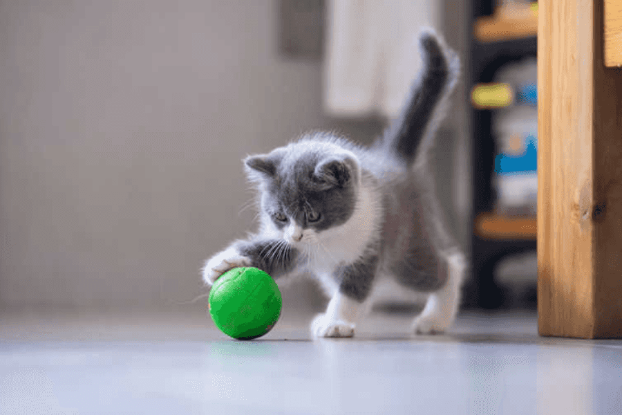 kitten playing with toys