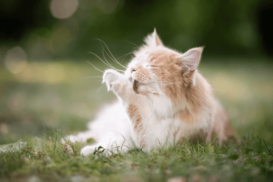 Cat Licking Its Paw