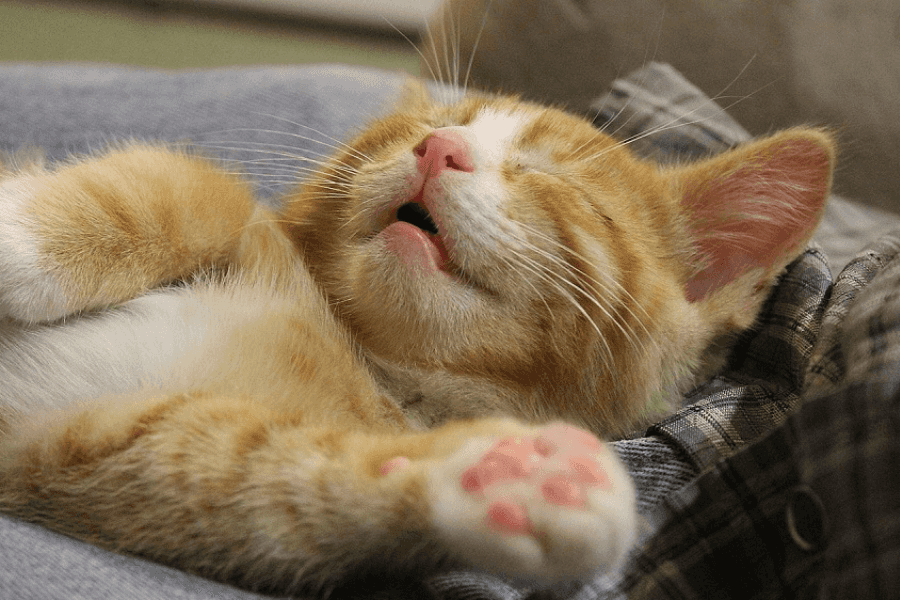 Why Cats Keep Changing Their Sleeping Spots