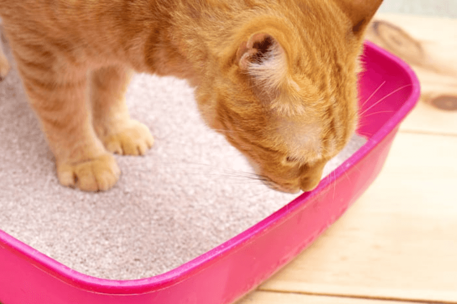 What is Constipation in Cats?