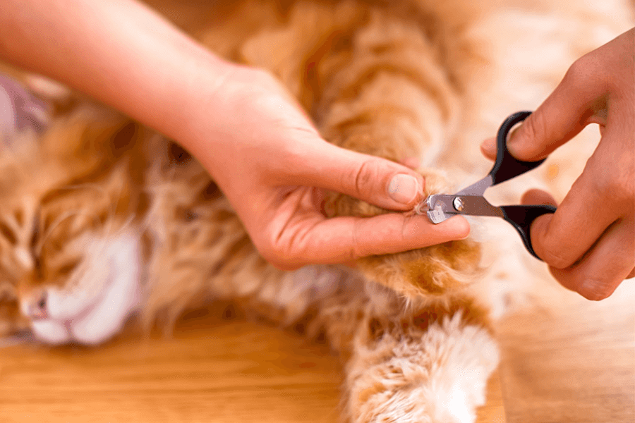 Cat getting nail trim