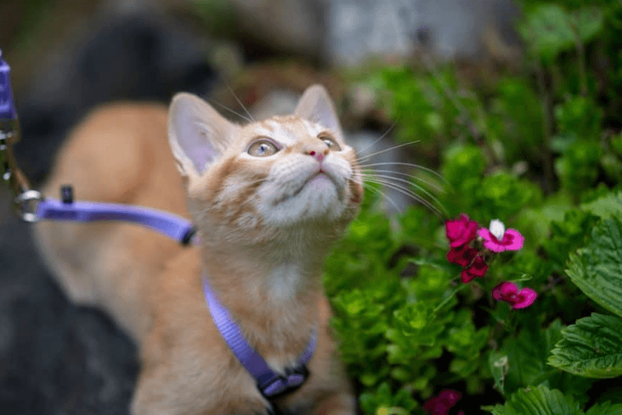 Cat walking on leash