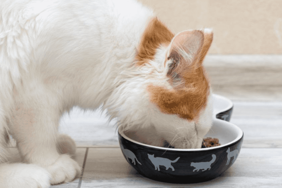 adult cat eating wet food