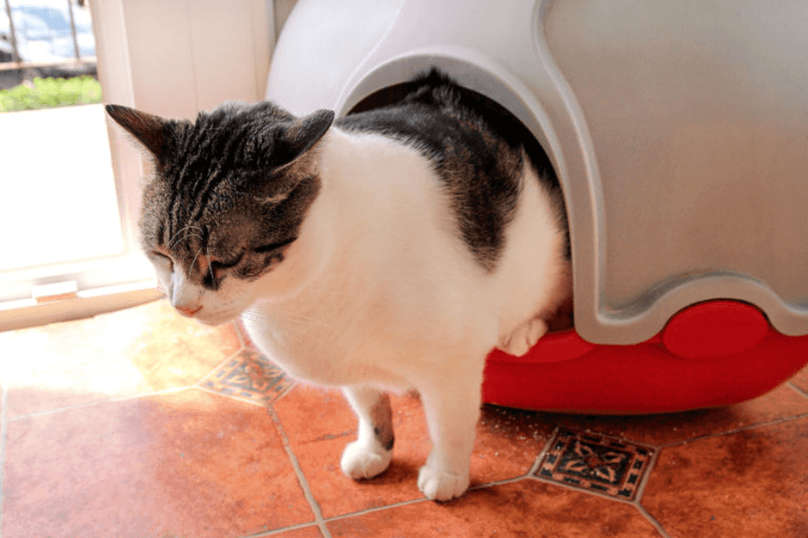 How to Stop a Cat from Pooping on the Floor