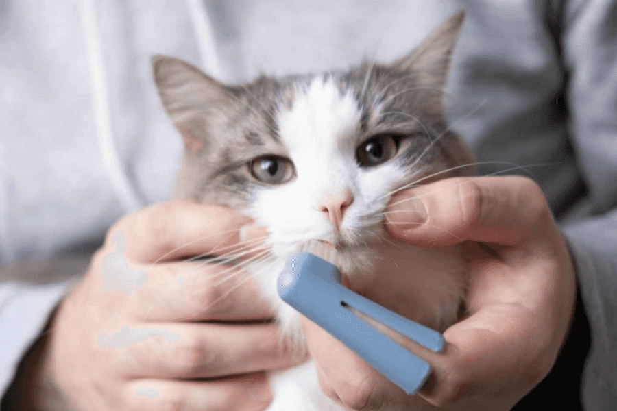 Veterinarian with cat