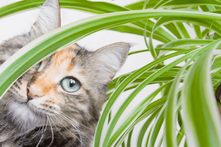 Understanding the Danger of Toxic Plants to Cats