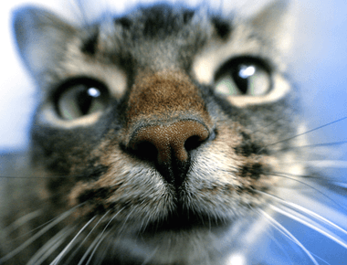 Should Cats Noses Be Wet Or Dry?