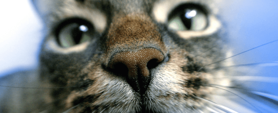 Should Cats Noses Be Wet Or Dry?