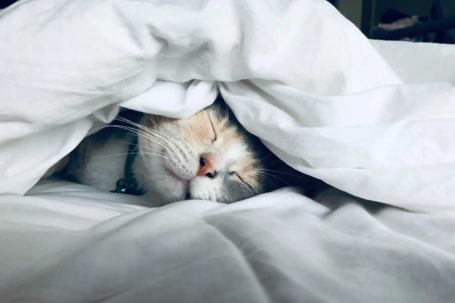 Factors Affecting Cats' Sleep Patterns