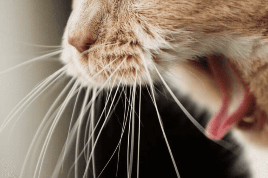 Assessing Dehydration in Your Cat