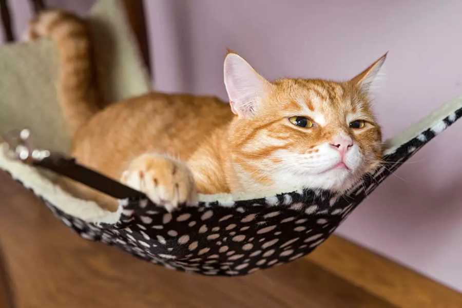 Factors That Can Affect Your Cat's Peeing Habits