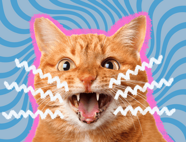 Why Is Cat so Vocal? 6 Reasons Why Your Cat Over-Vocalizes