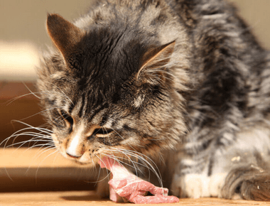 Top 10 Reasons Why Your Cat Should Eat Raw Food