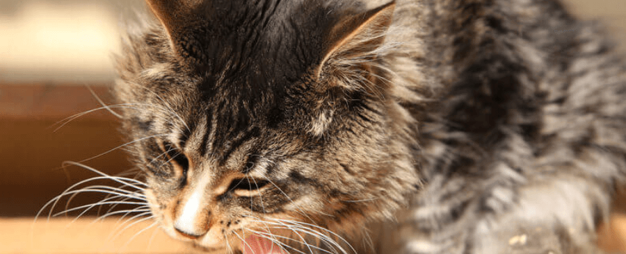 Top 10 Reasons Why Your Cat Should Eat Raw Food