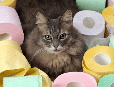 Why Do Cat Have Diarrhea? Common Causes & When It's Serious