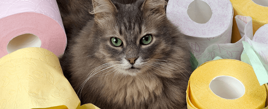 Why Do Cat Have Diarrhea? Common Causes & When It's Serious